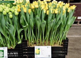 Tulipa Yellow Crown ® (1)